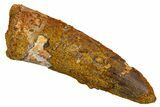 Fossil Spinosaurus Tooth - Real Dinosaur Tooth #326249-1